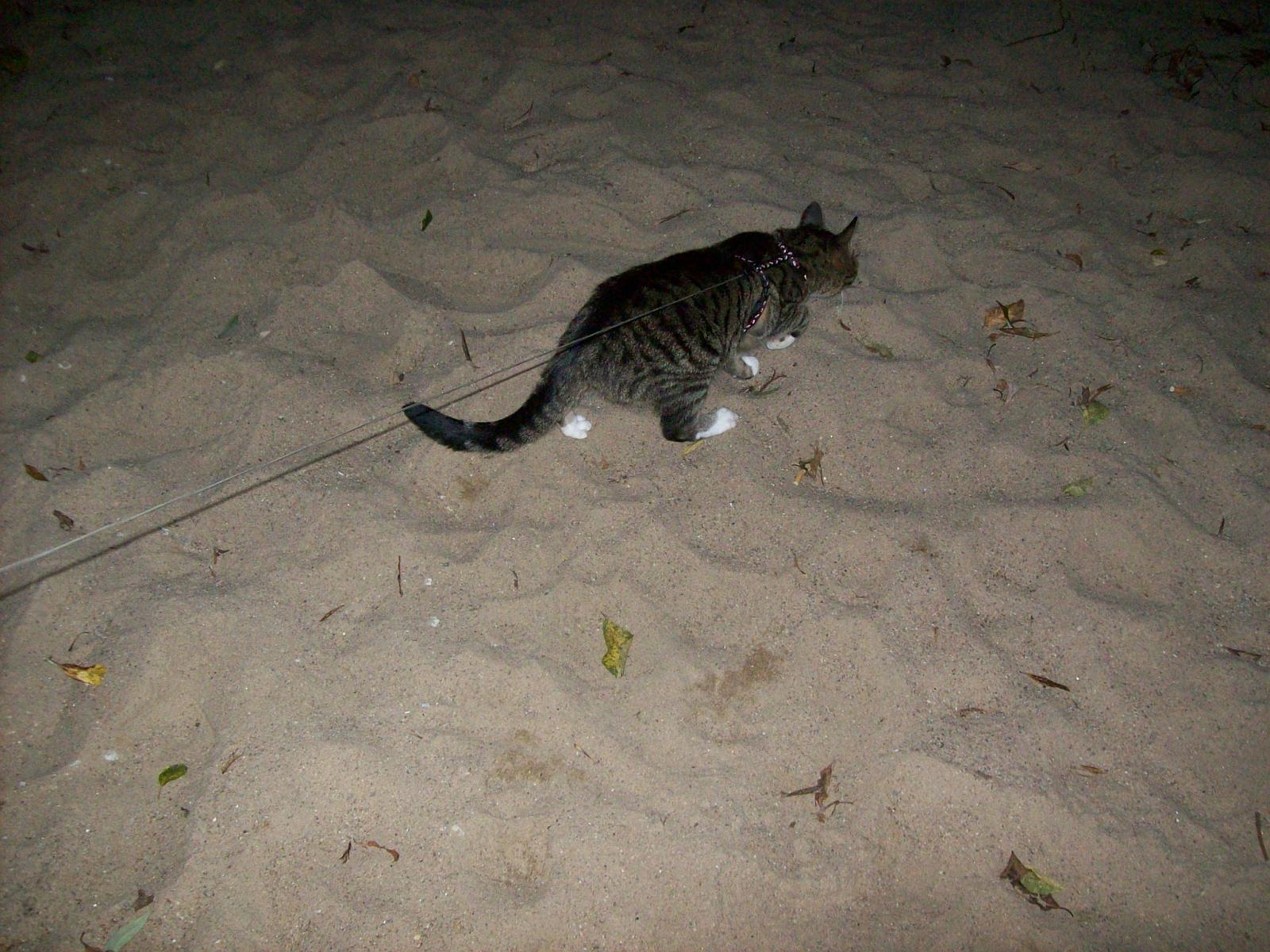 TomundJerry098.jpg