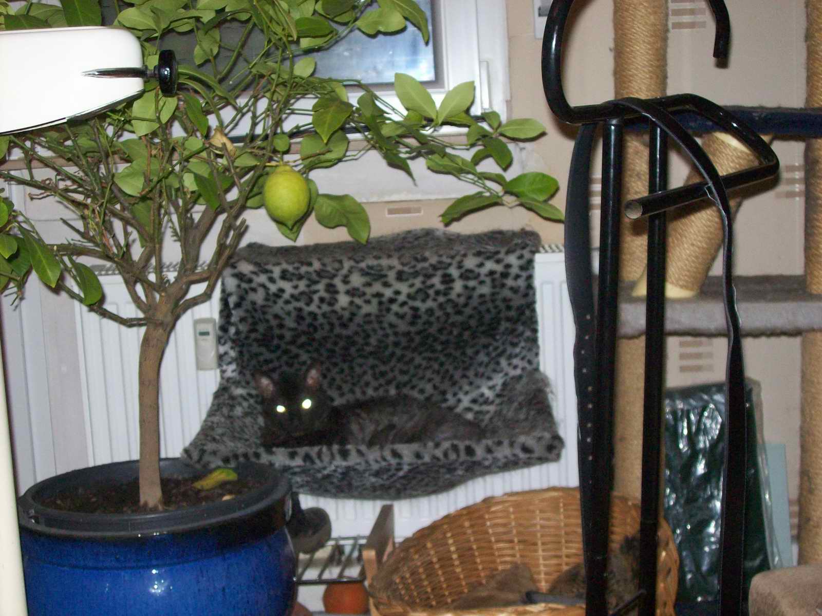 100_1373.JPG