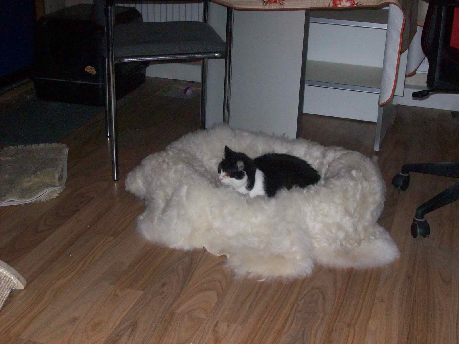 100_1251.JPG