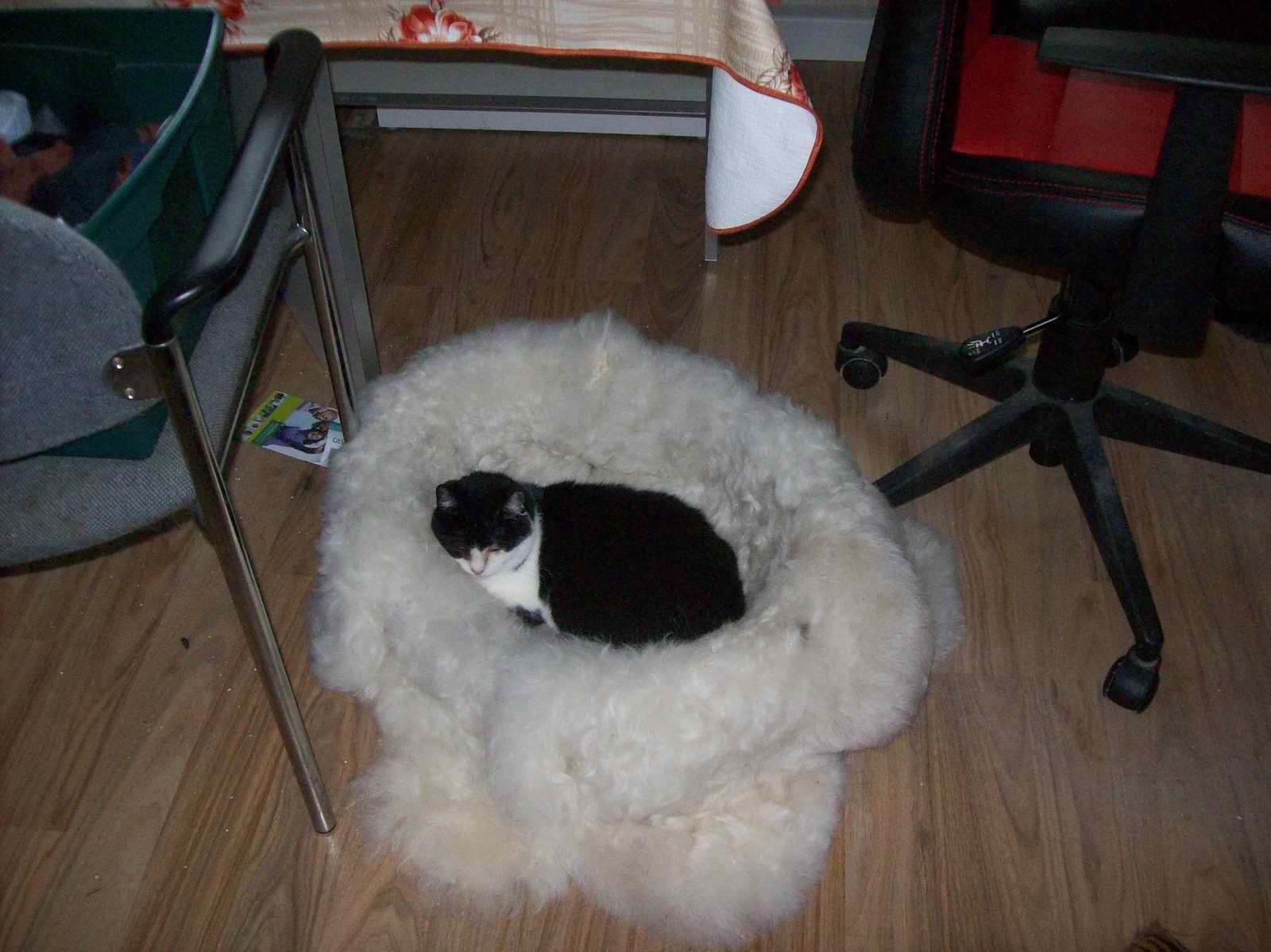 100_1254.JPG